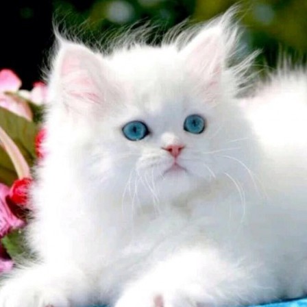 juste59's Avatar
